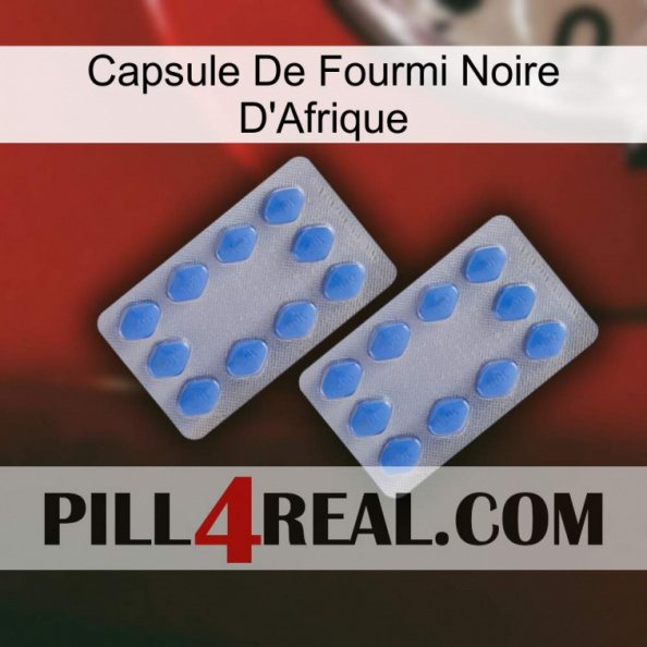 Africa Black Ant Capsule 20.jpg